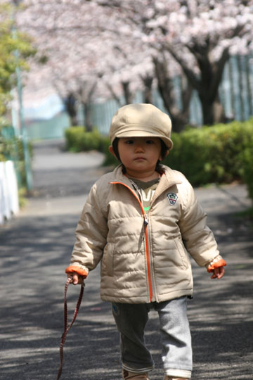桜のトンネル