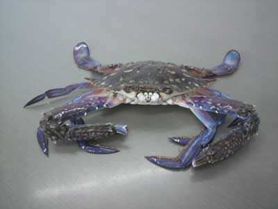 台湾ガザミB