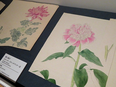 岡上淑子 フォトコラージュ 沈黙の奇蹟」 | 青い日記帳 岡上淑子 フォトコラージュ 沈黙の奇蹟」 | 青い日記帳