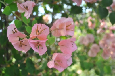DSC_0432.JPG