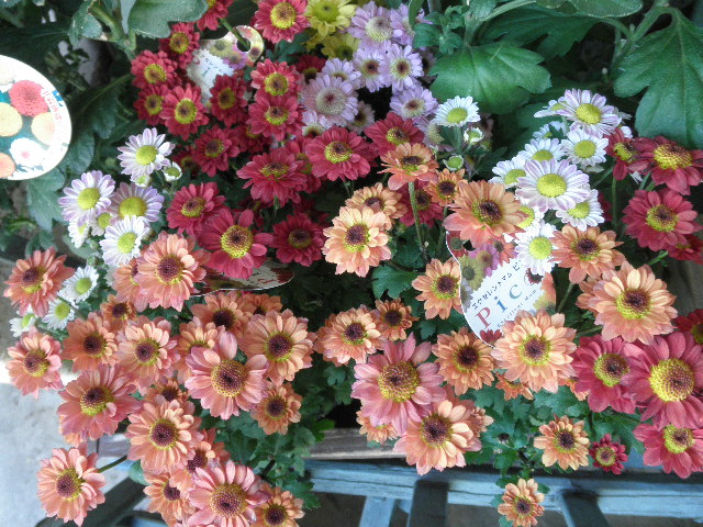 P9150536.JPG