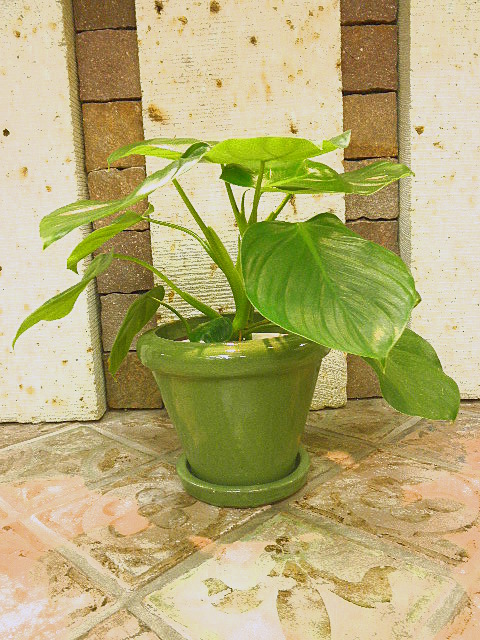 111030e.JPG