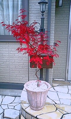 111204_1508~0001.jpg