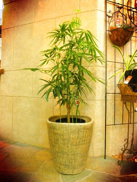 20120118a.JPG