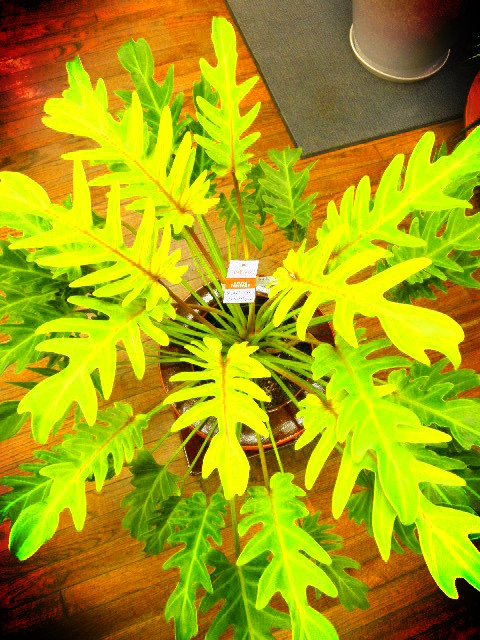 20120209f2.JPG