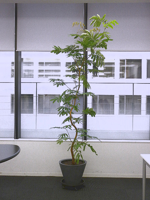 P5291694.JPG