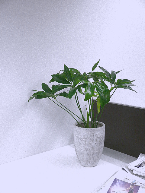 P5291707.JPG