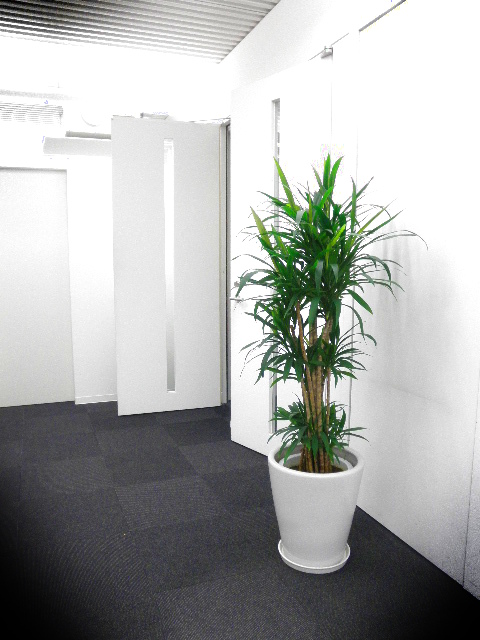 P5291699.JPG