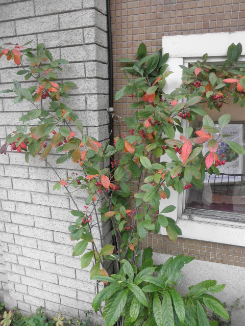 PB092915.JPG