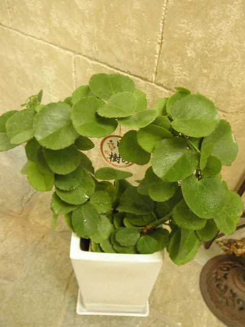 20121202a2.JPG