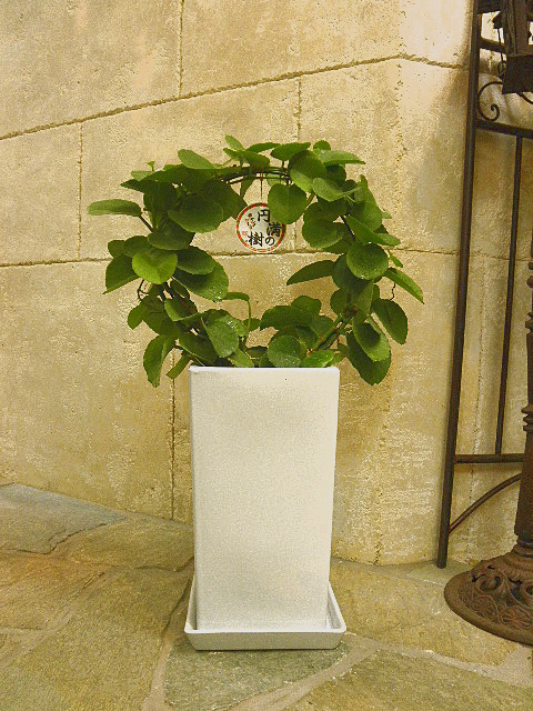 20121202a.JPG