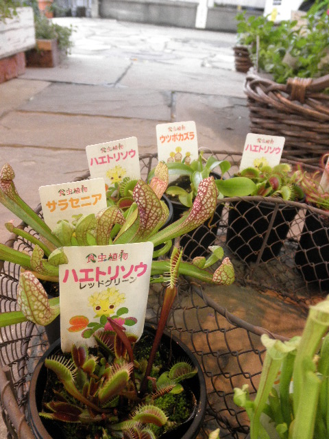 P5294397.JPG