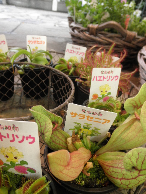 P5294398.JPG