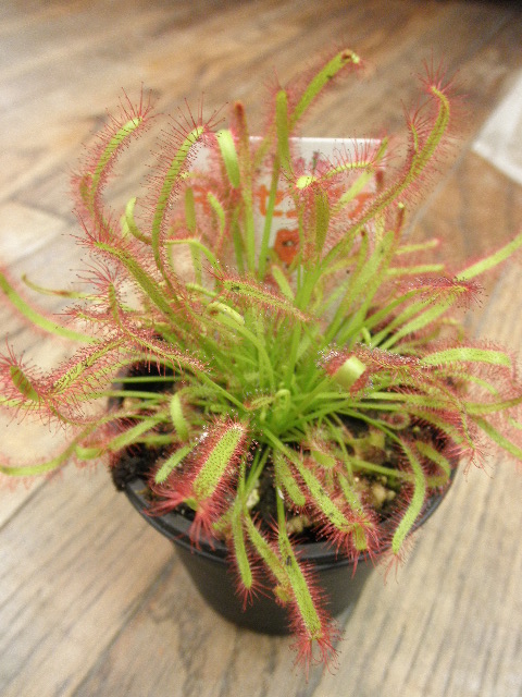 P5294400.JPG