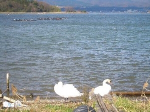大きな加茂湖