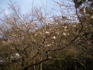佐渡の寒桜
