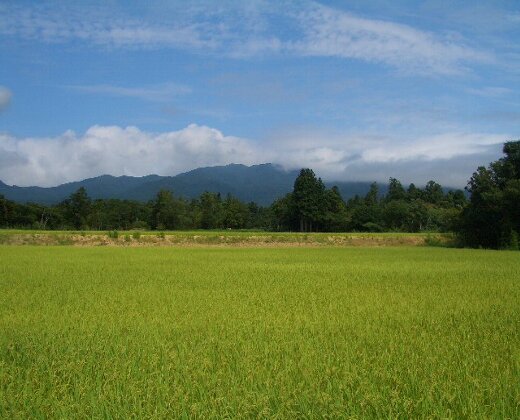 風になびく稲穂 田んぼの様子