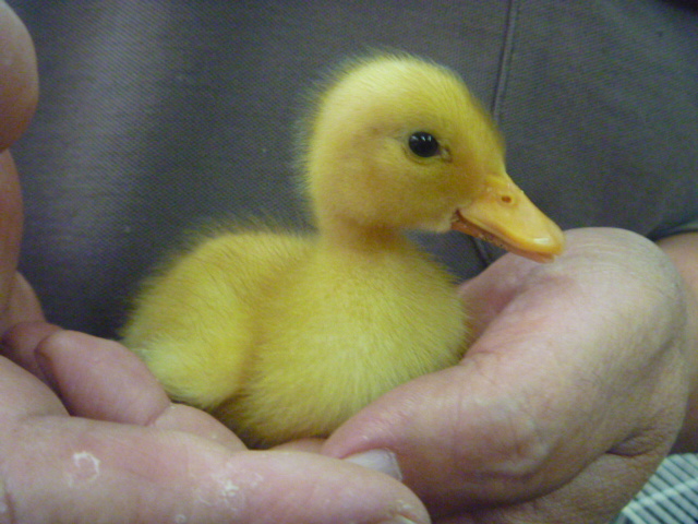 ☆【アヒル・コールダック用(ヒナにも) 完全飼育飼料3種セット ☆【アヒル・コールダック用(ヒナにも) 完全飼育飼料3種セット