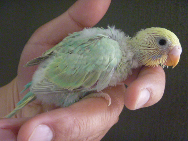 セキセイインコ ライラック・4色ハルクイン ヒナ 手乗り | LOVEBIRDFUKUOKA（ラブバードフクオカ）-インコや小動物の販売専門店-