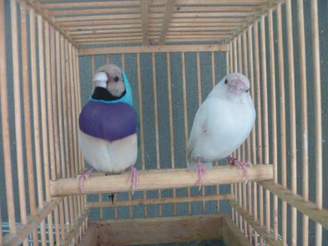 コキンチョウ ペア ブルー×シルバー | LOVEBIRDFUKUOKA（ラブバード