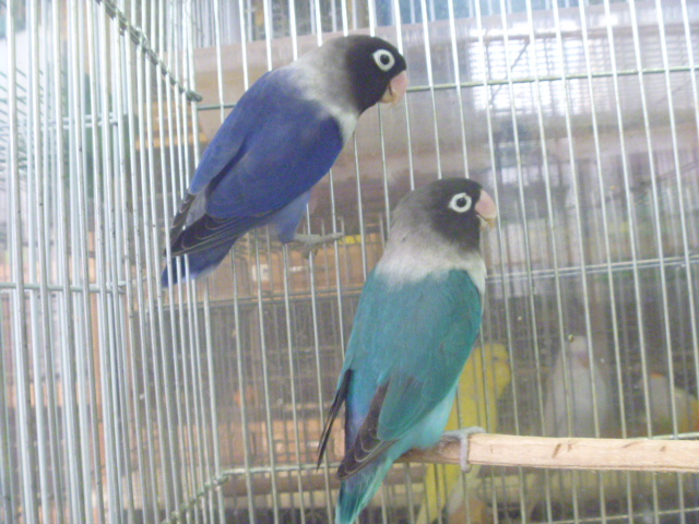 ボタンインコ ペア バイオレット×コバルト | LOVEBIRDFUKUOKA 