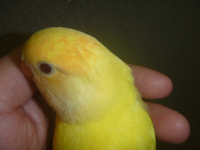 手乗りコザクラインコ ルチノーオパーリン | LOVEBIRDFUKUOKA（ラブバードフクオカ）-インコや小動物の販売専門店-