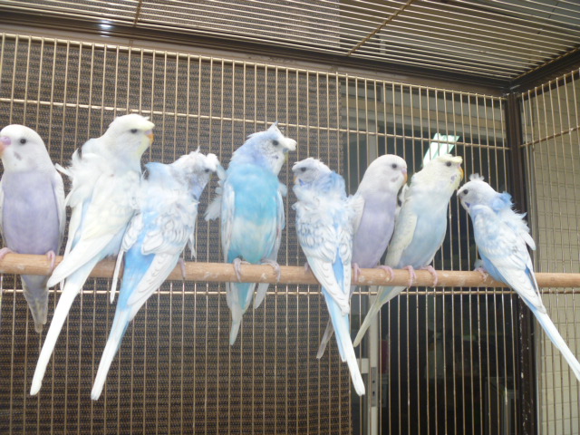 リクエストNO.2521☆羽衣セキセイ 6点セット 鳥籠 HOEI セキセイインコ 文鳥などのフィンチ小型インコ飼育