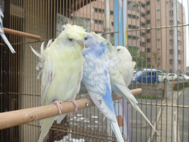 羽衣セキセイインコ＆セキセイインコ | LOVEBIRDFUKUOKA