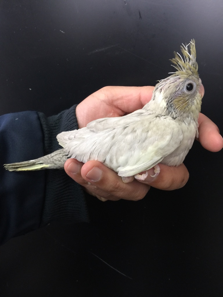 オカメインコ エメラルド ヒナ 手乗り Lovebirdfukuoka ラブバードフクオカ インコや小動物の販売専門店