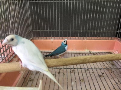 シルバーコキンチョウ・ブルーコキンチョウ ペア