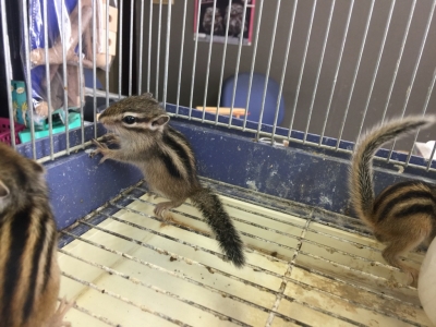 シマリス ベビー Lovebirdfukuoka ラブバードフクオカ インコや小動物の販売専門店