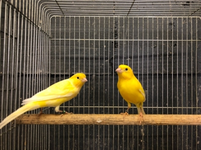 レモンカナリア ペア Lovebirdfukuoka ラブバードフクオカ インコや小動物の販売専門店