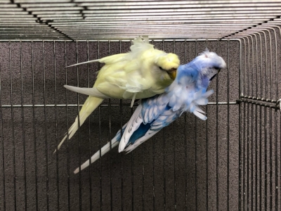 羽衣セキセイインコ ペア | LOVEBIRDFUKUOKA（ラブバード