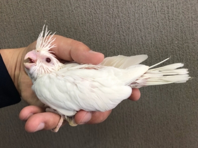 オカメインコ アルビノ ヒナ 手乗り | LOVEBIRDFUKUOKA（ラブバード