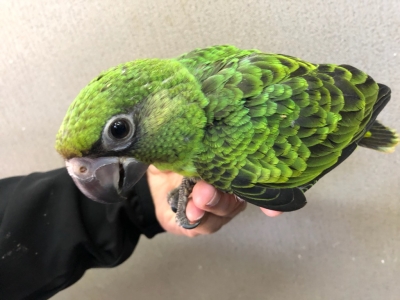 ズアカハネナガインコ ヒナ 手乗り | LOVEBIRDFUKUOKA