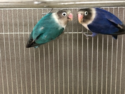 ボタンインコ ペア ブルー＆バイオレット | LOVEBIRDFUKUOKA 