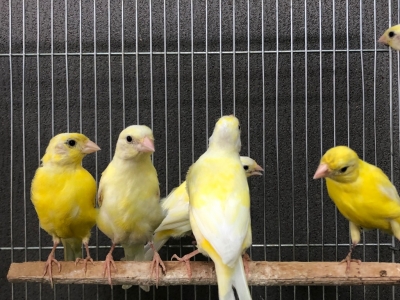 レモンカナリア 年生まれ Lovebirdfukuoka ラブバードフクオカ インコや小動物の販売専門店