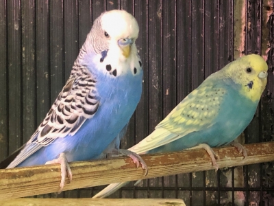 ジャンボセキセイインコ ペア | LOVEBIRDFUKUOKA（ラブバードフクオカ