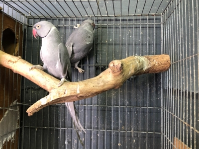 ワカケホンセイインコ モーヴ ペア Lovebirdfukuoka ラブバードフクオカ インコや小動物の販売専門店