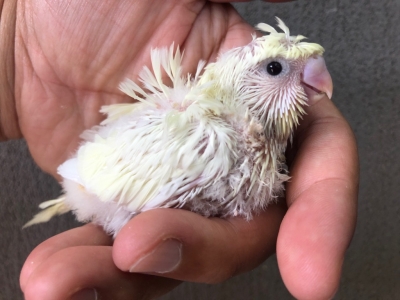 羽衣セキセイインコ DFクリーム ヒナ 手乗り | LOVEBIRDFUKUOKA
