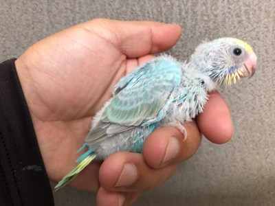 セキセイインコ レインボー ヒナ 手乗り | LOVEBIRDFUKUOKA
