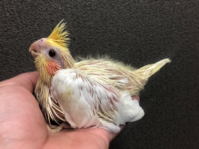 オカメインコルチノーさんの大きながま口♪ オカメインコ ルチノー ヒナ 手乗り | LOVEBIRDFUKUOKA（ラブバード