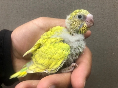 セキセイインコ ヒナ 手乗り Lovebirdfukuoka ラブバードフクオカ インコや小動物の販売専門店