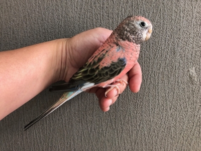 アキクサインコ ローズ 手乗り | LOVEBIRDFUKUOKA（ラブバード