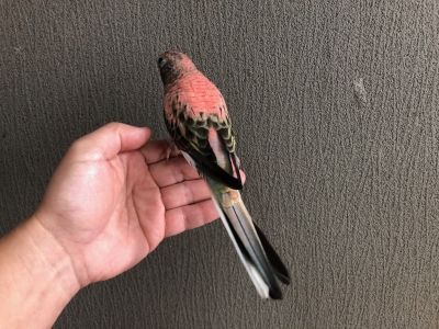 アキクサインコ ローズ 手乗り | LOVEBIRDFUKUOKA（ラブバード