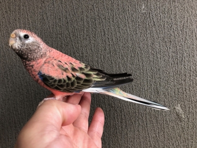 アキクサインコ ローズ 手乗り | LOVEBIRDFUKUOKA（ラブバードフクオカ