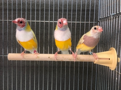 イエローコキンチョウ | LOVEBIRDFUKUOKA（ラブバードフクオカ