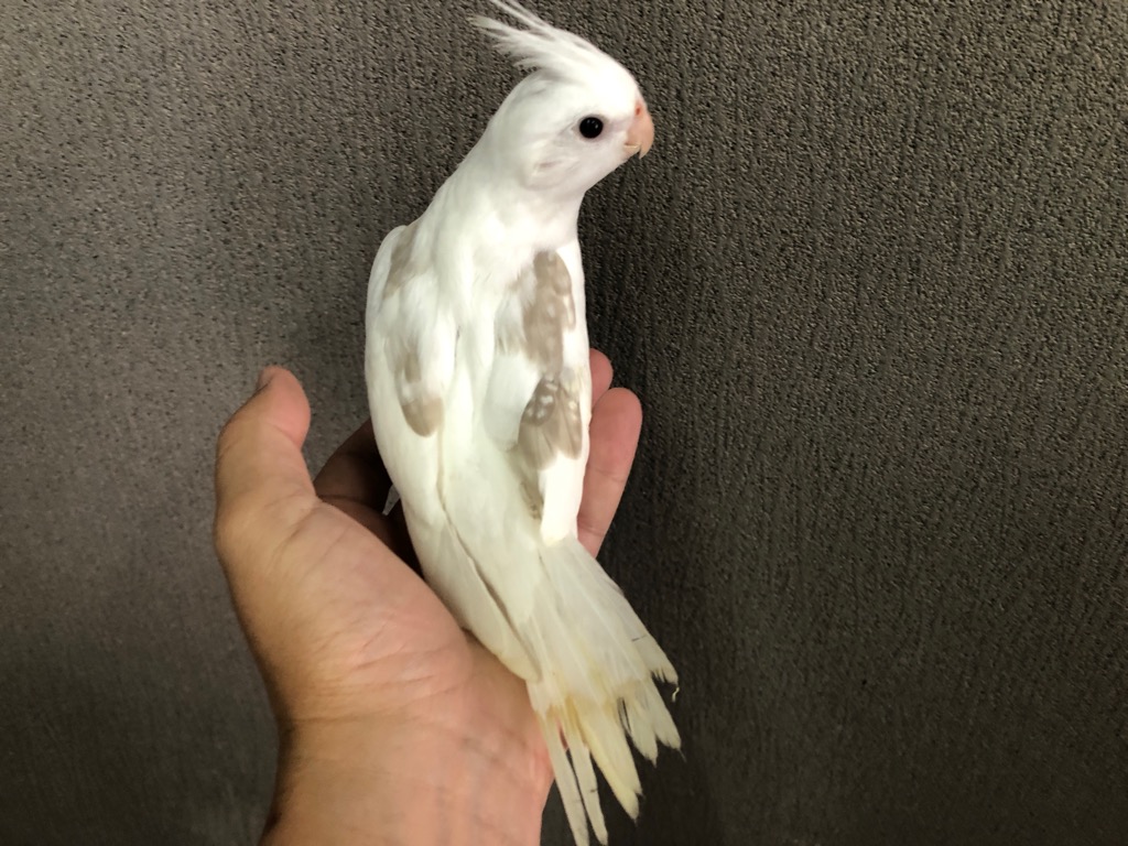 オカメインコ ホワイトフェイスシナモンヘビーパールパイド ヒナ 手乗り |  LOVEBIRDFUKUOKA（ラブバードフクオカ）-インコや小動物の販売専門店-