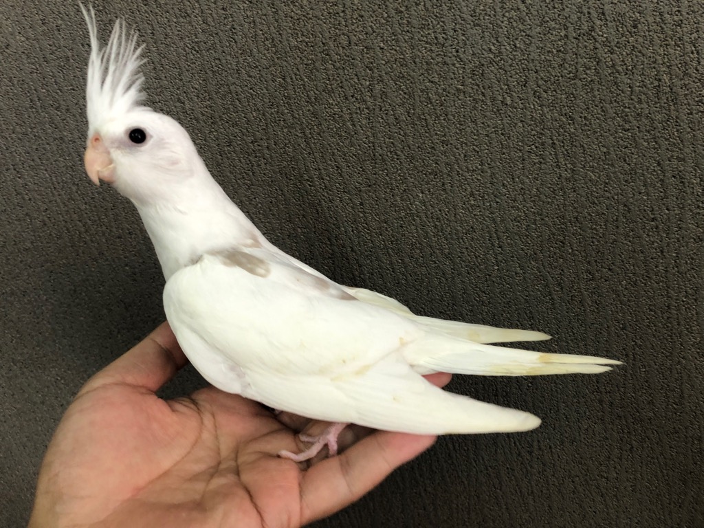 オカメインコ ホワイトフェイススーパーヘビーシナモンパール