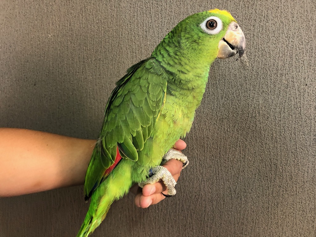 専用ページ アケボノインコ キビタイボウシインコ